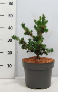 Picea pungens 'Lucky Strike' 30-40 cm cont. 5,0L - afbeelding 2