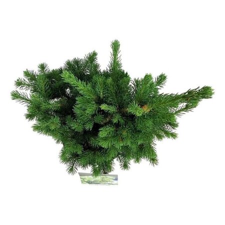 Picea pungens 'Lucky Strike' 40-50 cm cont. 7,5L - afbeelding 1