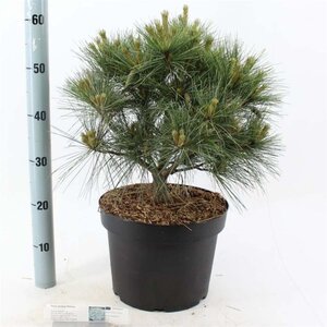 Pinus strobus 'Radiata' 40-50 cm cont. 10L - afbeelding 1