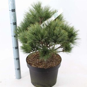 Pinus strobus 'Radiata' 40-50 cm cont. 10L - afbeelding 2