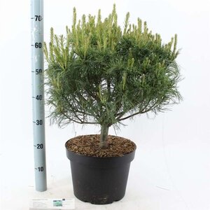 Pinus strobus 'Tiny Kurls' 40-50 cm cont. 10L