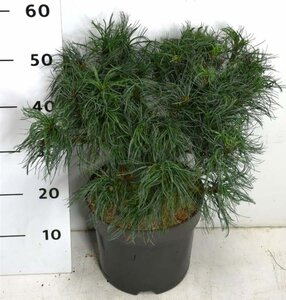 Pinus strobus 'Tiny Kurls' 40-50 cm cont. 7,5L - afbeelding 2