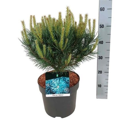 Pinus sylv. 'Watereri' 30-40 cm cont. 7,5L - afbeelding 3