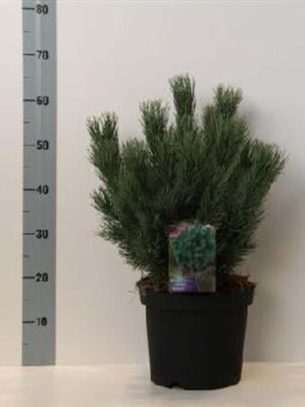 Pinus sylv. 'Watereri' 30-40 cm cont. 7,5L - afbeelding 1