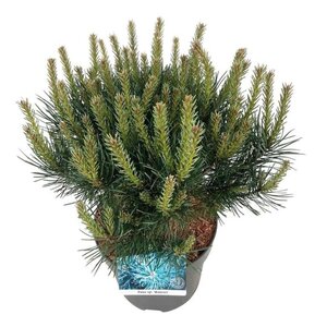 Pinus sylv. 'Watereri' 30-40 cm cont. 7,5L - afbeelding 4