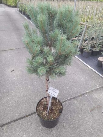 Pinus sylv. 'Watereri' 40 cm stam cont. 10L