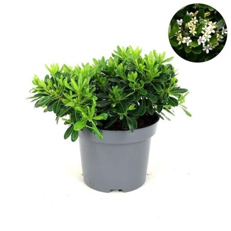 Pittosporum tob. 'Nanum' 20-30 cm cont. 5,0L