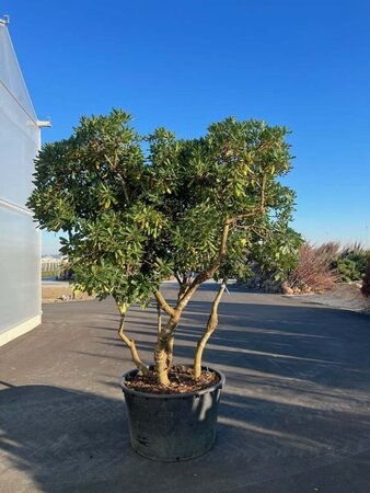 Pittosporum tobira 200-250 cm cont. 220L meerstammig