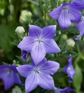 Platycodon grand. 'Astra Blue' geen maat specificatie 0,55L/P9cm