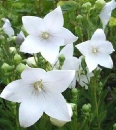 Platycodon grand. 'Astra White' geen maat specificatie 0,55L/P9cm - afbeelding 1