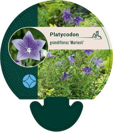 Platycodon grand. 'Mariesii' geen maat specificatie 0,55L/P9cm