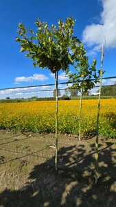 Platanus hisp. 'Alphen's Globe' 10-12 Hoogstam wortelgoed - afbeelding 2