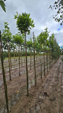 Platanus hisp. 'Alphen's Globe' 10-12 Hoogstam wortelgoed - afbeelding 1