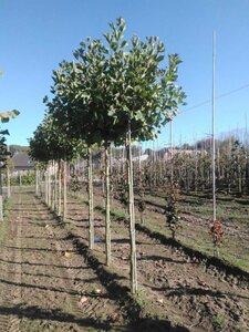 Platanus hisp. 'Alphen's Globe' 12-14 Hoogstam wortelgoed 2 X verplant