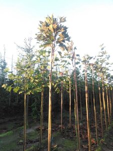 Platanus hisp. 'Alphen's Globe' 6-8 Hoogstam wortelgoed - afbeelding 2