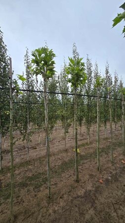 Platanus hisp. 'Alphen's Globe' 6-8 Hoogstam wortelgoed - afbeelding 1