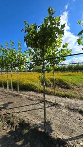 Platanus hisp. 'Alphen's Globe' 8-10 Hoogstam wortelgoed - afbeelding 3