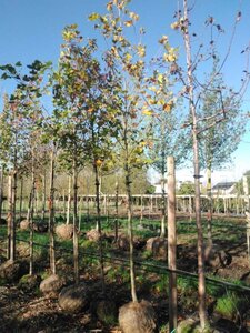 Platanus hispanica 10-12 Hoogstam draadkluit