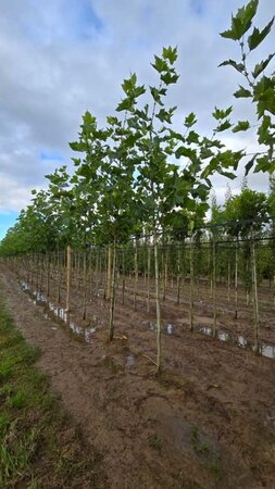 Platanus hispanica 10-12 Hoogstam wortelgoed - afbeelding 2