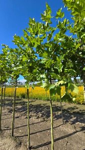 Platanus hispanica 10-12 Hoogstam wortelgoed - afbeelding 1