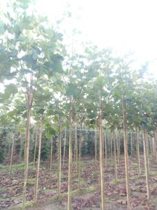 Platanus hispanica 10-12 Hoogstam wortelgoed - afbeelding 3