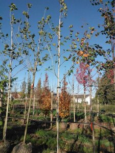 Platanus hispanica 12-14 Hoogstam draadkluit 2 X verplant - afbeelding 1