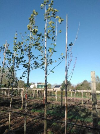 Platanus hispanica 12-14 Hoogstam draadkluit 2 X verplant - afbeelding 2