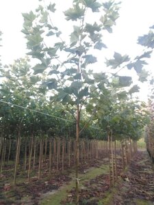 Platanus hispanica 12-14 Hoogstam wortelgoed 2 X verplant - afbeelding 3