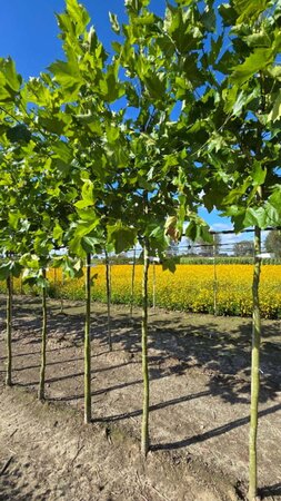 Platanus hispanica 12-14 Hoogstam wortelgoed 2 X verplant - afbeelding 1