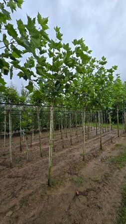 Platanus hispanica 12-14 Hoogstam wortelgoed 2 X verplant - afbeelding 2