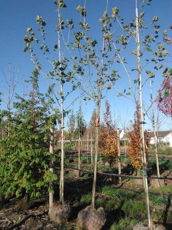 Platanus hispanica 14-16 Hoogstam draadkluit 2 X verplant