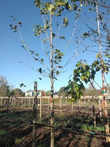 Platanus hispanica 14-16 Hoogstam draadkluit 3 X verplant