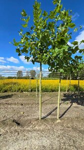 Platanus hispanica 14-16 Hoogstam wortelgoed 2 X verplant