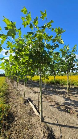 Platanus hispanica 16-18 Hoogstam draadkluit 3 X verplant