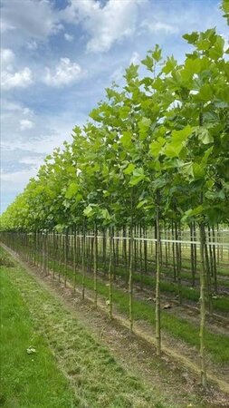 Platanus hispanica 18-20 Hoogstam draadkluit 3 X verplant - afbeelding 1