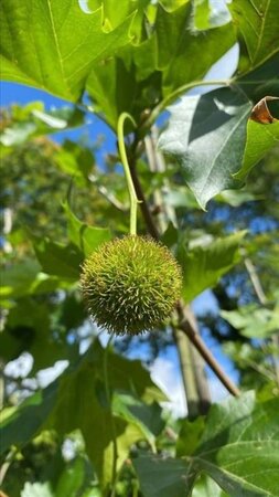 Platanus hispanica 18-20 Hoogstam draadkluit 3 X verplant - afbeelding 2