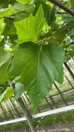 Platanus hispanica 18-20 Hoogstam draadkluit 3 X verplant - afbeelding 3