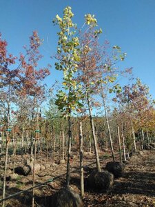 Platanus hispanica 20-25 Hoogstam draadkluit 3 X verplant