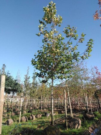 Platanus hispanica 25-30 Hoogstam draadkluit 3 X verplant