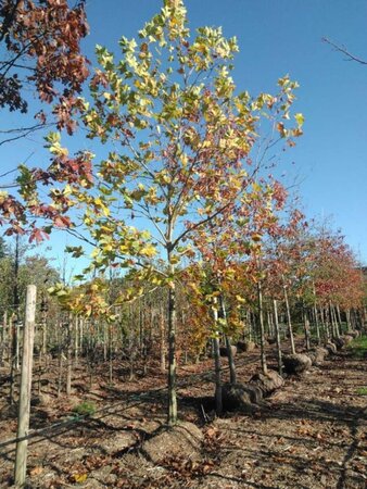 Platanus hispanica 30-35 Hoogstam draadkluit 4 X verplant