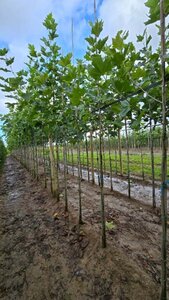 Platanus hispanica 6-8 Hoogstam wortelgoed - afbeelding 1