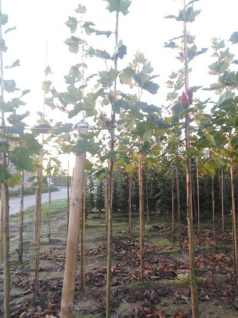 Platanus hispanica 6-8 Hoogstam wortelgoed - afbeelding 2