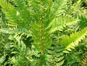 Polystichum aculeatum geen maat specificatie 0,55L/P9cm - afbeelding 1