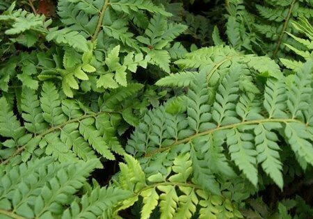 Polystichum aculeatum geen maat specificatie 0,55L/P9cm - afbeelding 2