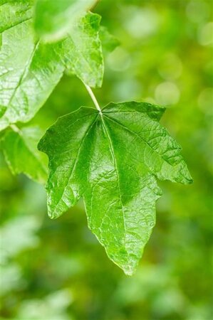 Populus alba 100-125 cm wortelgoed 1-jarig bewortelde winter - afbeelding 2