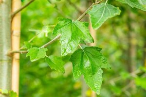 Populus alba 60-100 cm wortelgoed 1-jarig bewortelde winter - afbeelding 1