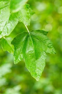 Populus alba 60-100 cm wortelgoed 1-jarig bewortelde winter - afbeelding 2