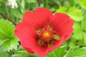 Potentilla atrosanguinea geen maat specificatie 0,55L/P9cm - afbeelding 1