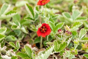 Potentilla atrosanguinea geen maat specificatie 0,55L/P9cm - afbeelding 2