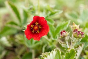 Potentilla atrosanguinea geen maat specificatie 0,55L/P9cm - afbeelding 3